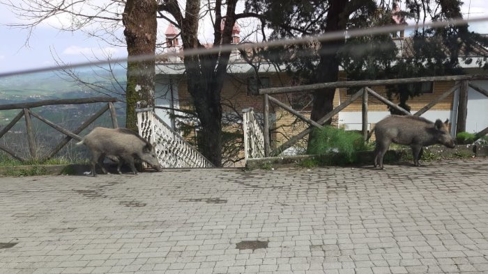 Emergenza cinghiali ad Ariano, Franza emette ordinanza a tutela della pubblica incolumità